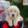 Image of Bozo, a Golden Retriever puppy