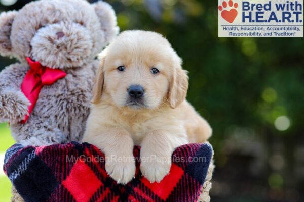 Image of Bozo, a Golden Retriever puppy