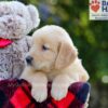 Image of Bozo, a Golden Retriever puppy