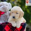 Image of Bozo, a Golden Retriever puppy