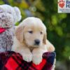 Image of Bozo, a Golden Retriever puppy