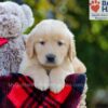 Image of Bozo, a Golden Retriever puppy