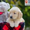 Image of Bozo, a Golden Retriever puppy