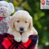 Image of Bozo, a Golden Retriever puppy