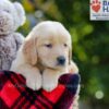 Image of Bozo, a Golden Retriever puppy