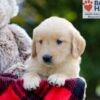 Image of Breeze, a Golden Retriever puppy