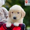 Image of Breeze, a Golden Retriever puppy