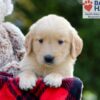 Image of Breeze, a Golden Retriever puppy