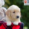 Image of Breeze, a Golden Retriever puppy