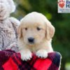 Image of Breeze, a Golden Retriever puppy