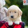 Image of Breeze, a Golden Retriever puppy