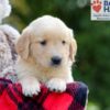 Image of Breeze, a Golden Retriever puppy