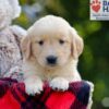 Image of Breeze, a Golden Retriever puppy