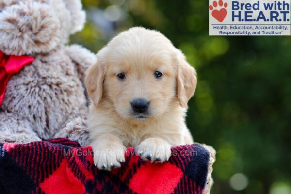 Image of Breeze, a Golden Retriever puppy