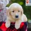 Image of Bri, a Golden Retriever puppy