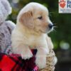 Image of Bri, a Golden Retriever puppy