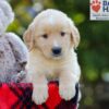 Image of Bri, a Golden Retriever puppy