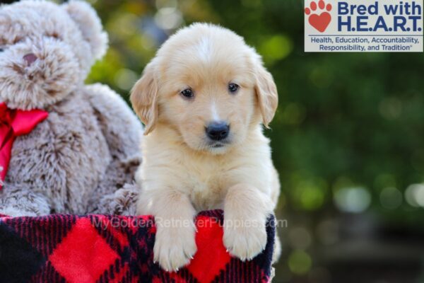 Image of Bri, a Golden Retriever puppy