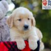 Image of Bri, a Golden Retriever puppy