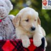 Image of Bri, a Golden Retriever puppy