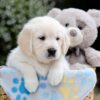 Image of Bridget, a Golden Retriever puppy