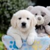 Image of Bridget, a Golden Retriever puppy