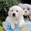 Image of Bridget, a Golden Retriever puppy