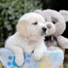 Image of Bridget, a Golden Retriever puppy