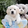 Image of Bridget, a Golden Retriever puppy