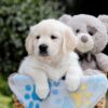 Image of Bridget, a Golden Retriever puppy