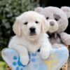 Image of Bridget, a Golden Retriever puppy