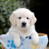 Image of Bridget, a Golden Retriever puppy