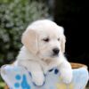 Image of Bridget, a Golden Retriever puppy