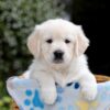 Image of Bridget, a Golden Retriever puppy