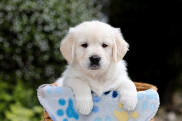 Image of Bridget, a Golden Retriever puppy