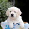 Image of Bridget, a Golden Retriever puppy