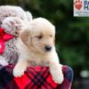 Image of Brielle, a Golden Retriever puppy