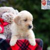 Image of Brielle, a Golden Retriever puppy