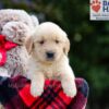 Image of Brielle, a Golden Retriever puppy