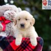 Image of Brielle, a Golden Retriever puppy