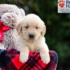 Image of Brielle, a Golden Retriever puppy