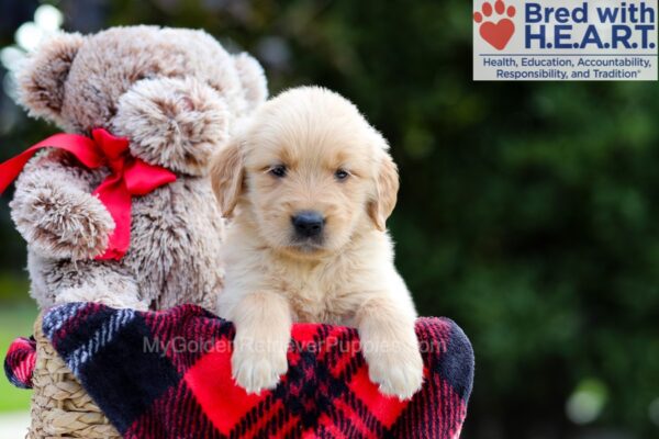 Image of Brielle, a Golden Retriever puppy