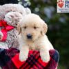 Image of Brielle, a Golden Retriever puppy