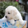 Image of Brielle, a Golden Retriever puppy