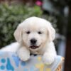 Image of Brielle, a Golden Retriever puppy