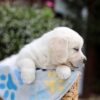 Image of Brielle, a Golden Retriever puppy