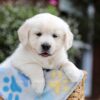 Image of Brielle, a Golden Retriever puppy