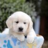 Image of Brielle, a Golden Retriever puppy