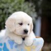 Image of Brielle, a Golden Retriever puppy