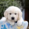 Image of Brielle, a Golden Retriever puppy